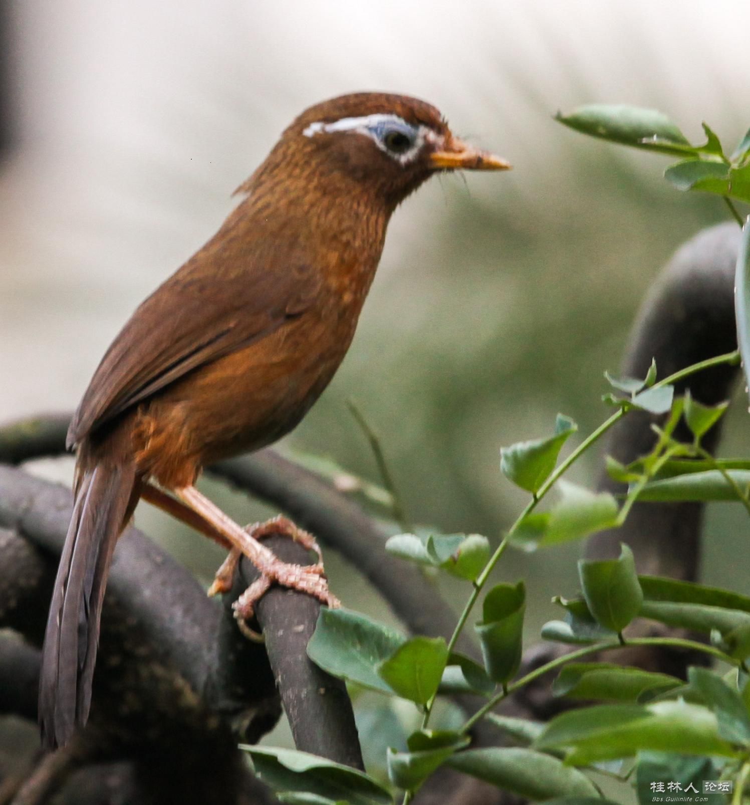 怎么选择一只好画眉鸟 093114xdnzd3u3gd1x7k37.jpg