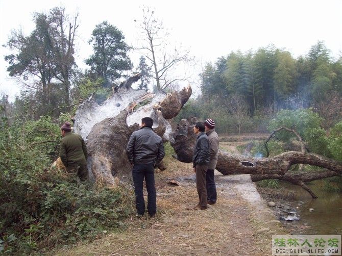 广西全州县各乡镇人口_广西全州县毛竹山(2)